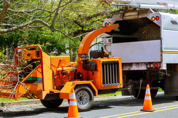 Best Tree Trimming and Pruning  in Wadsworth, OH